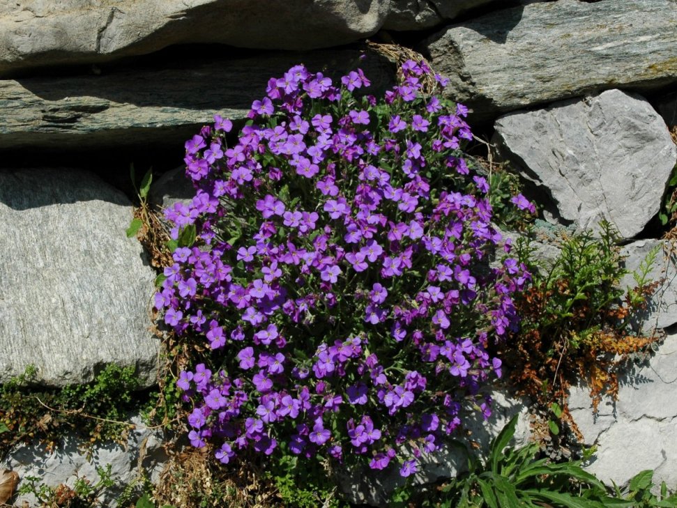 Rossovioletti - Aubrieta cfr. deltoidea